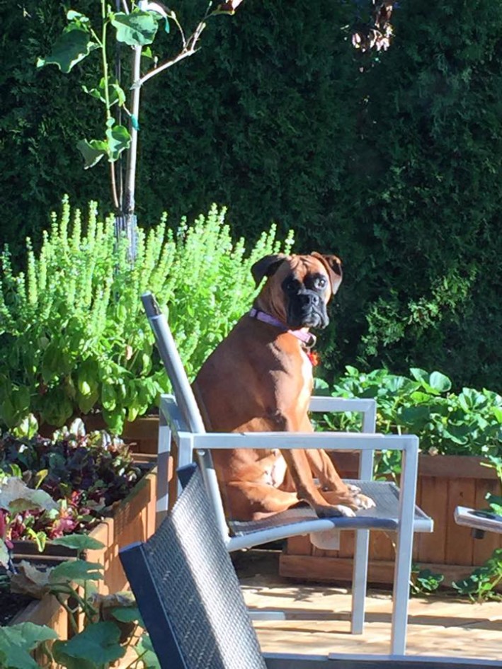 Boxer with Mystery Illness