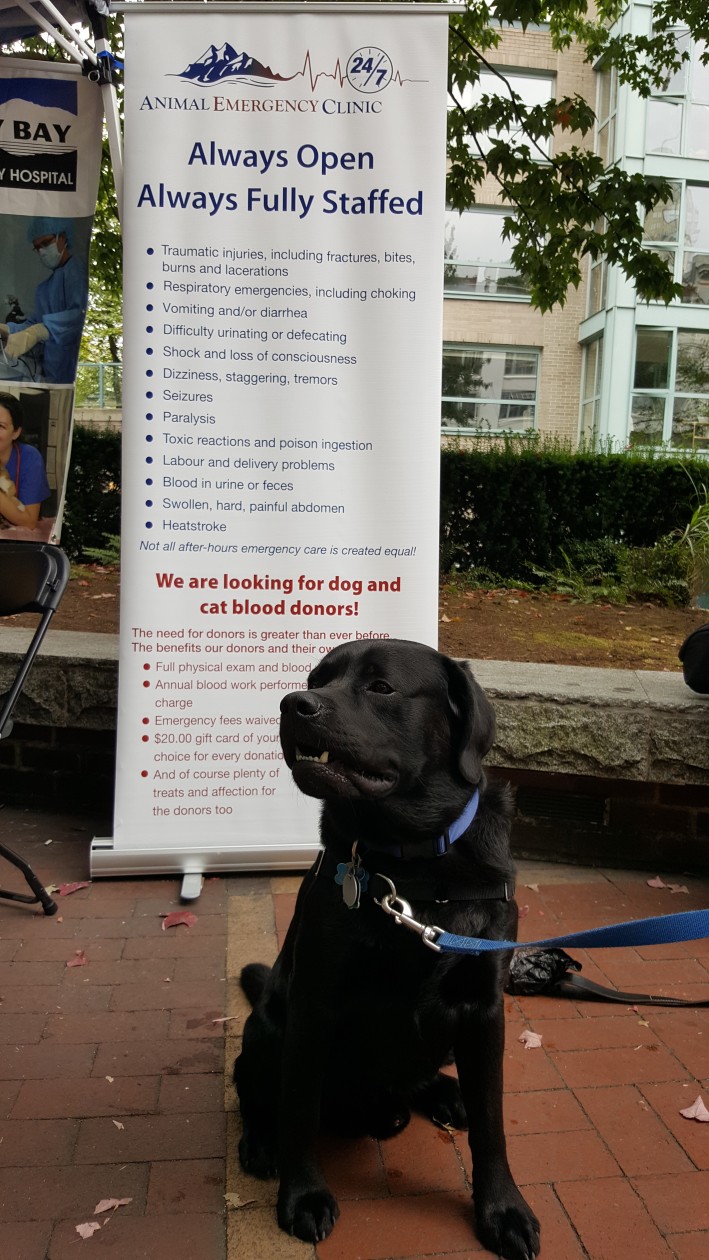 Black lab thinking of being blood donor
