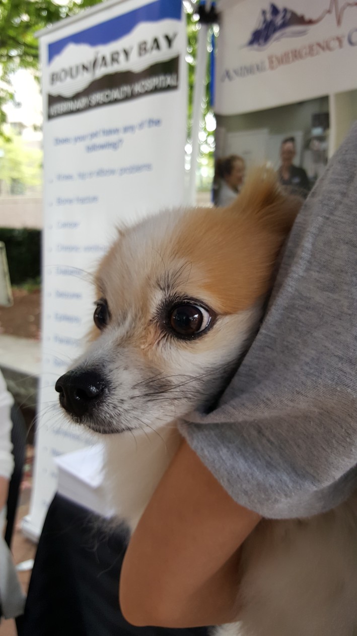 Pomeranian in her owners arms