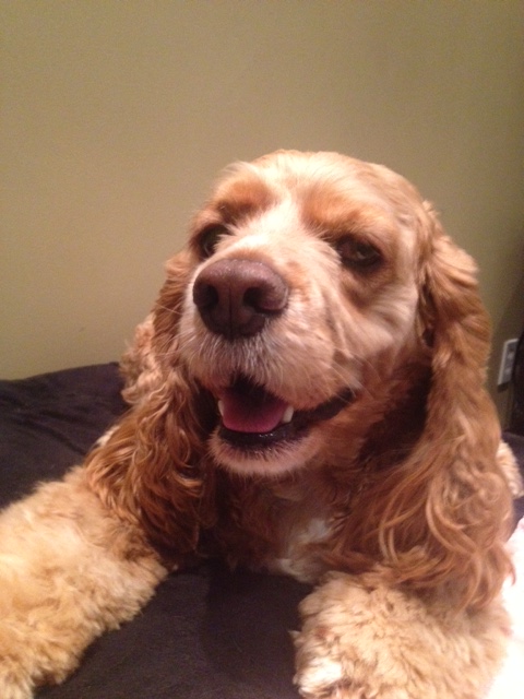 Alex Cocker Spaniel for website testimonial 2