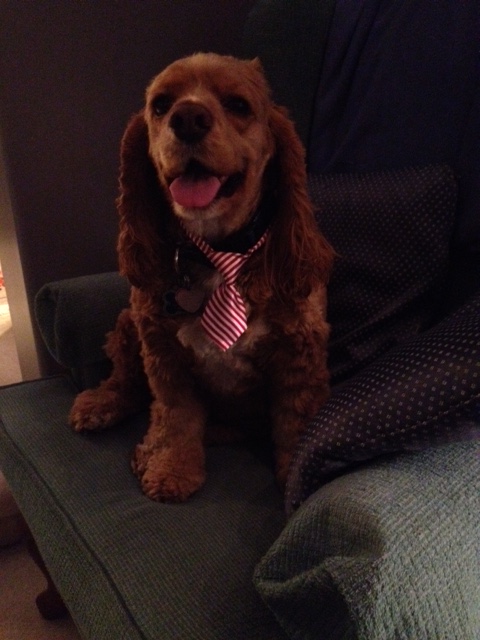 Alex Cocker Spaniel for website testimonial