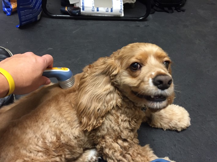 Alex during a laser therapy session with Glenn