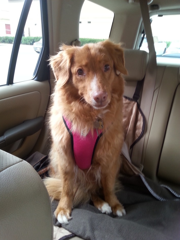 Hemilaminectomy Patient