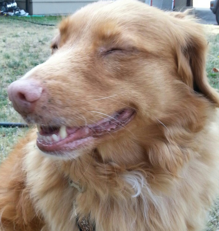 Hemilaminectomy Patient