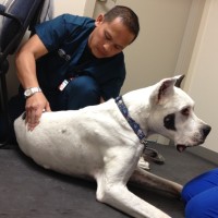 Animal Rehabilitation at Boundary Bay Veterinary Specialty Hospital