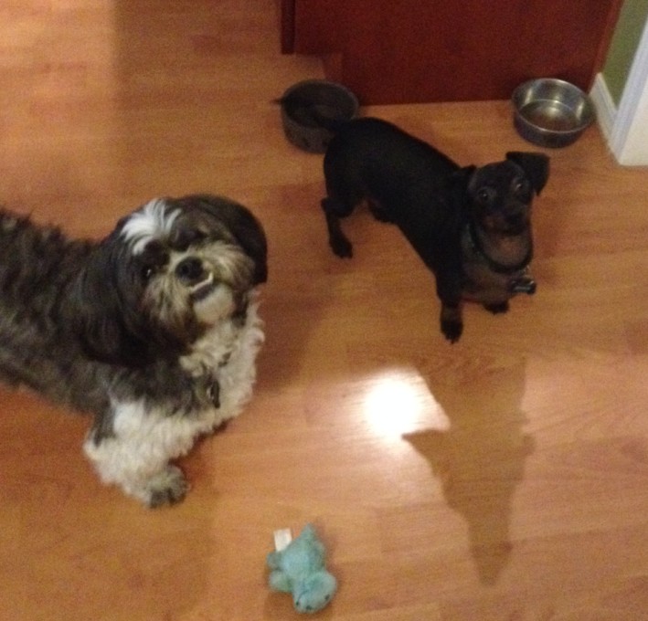 Archie post surgery and recovery awaiting dinner with a friend.