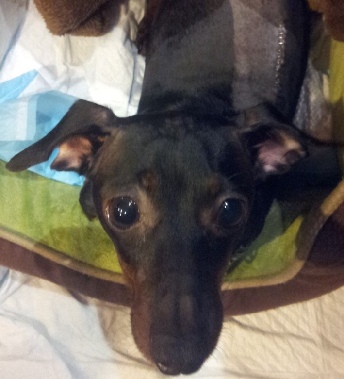 Archie recovering after spinal surgery.