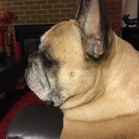 Ruptured disk in dog