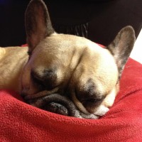 Ruptured disk in dog