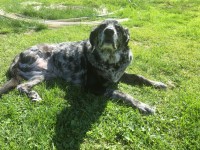 Board Certified Surgery Right hind limb amputation