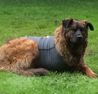 Bone Cancer Border Collie cross