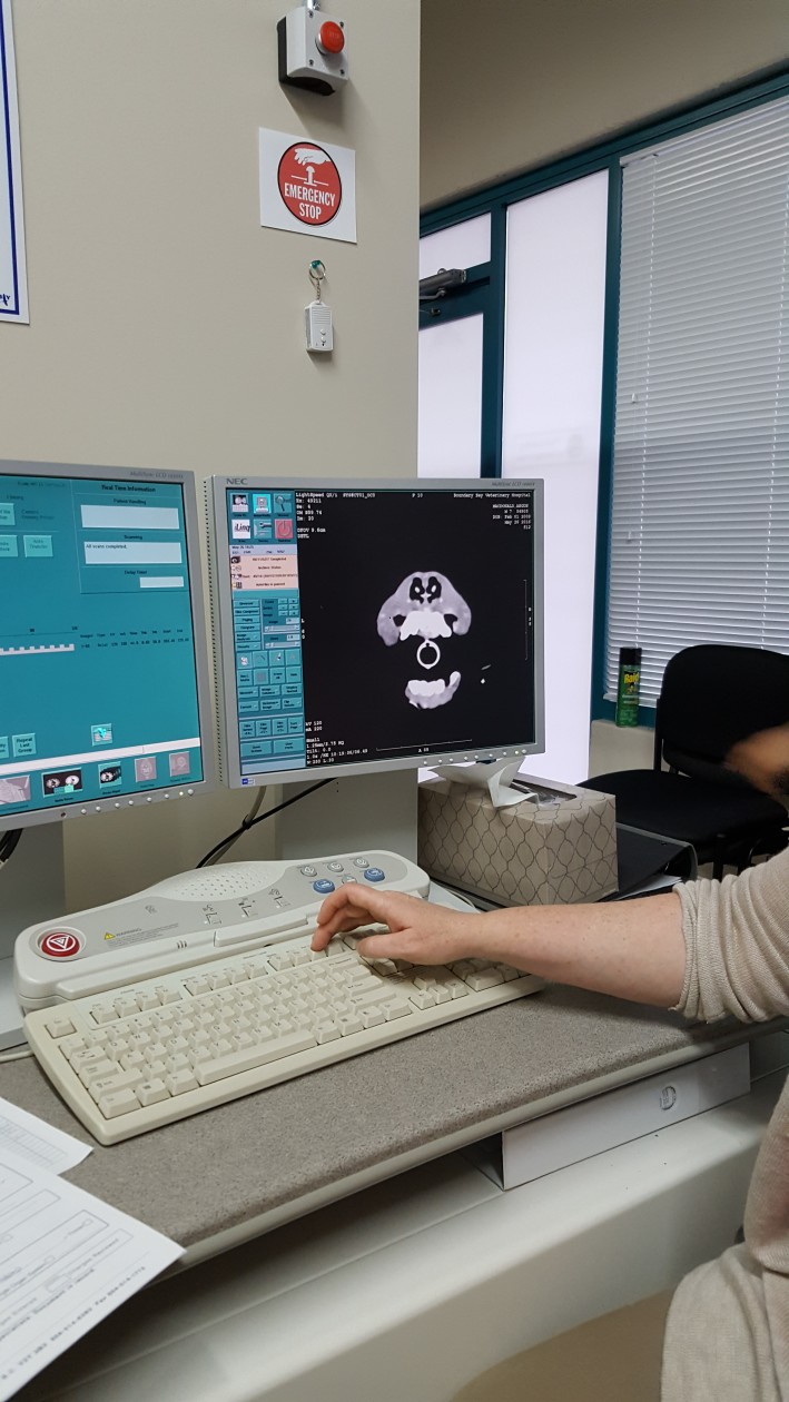 CT Scan for Rostral Maxillary Mass