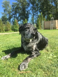 Catahoula Leopard Dog Right hind limb amputation
