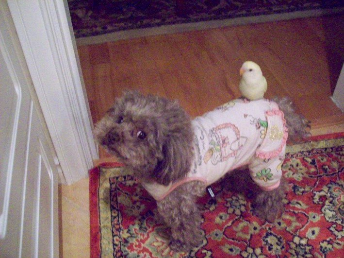 Dog after Fracture repair surgery