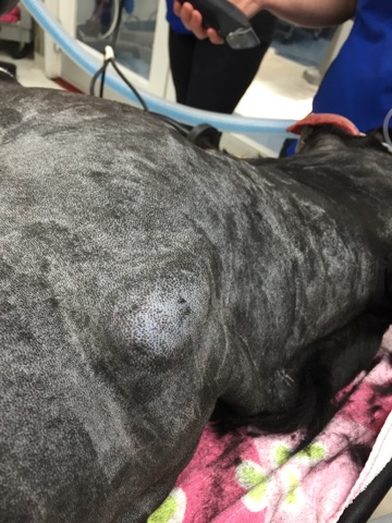 Cooper Lamb prior to sx