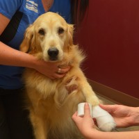 Happy Pets at Boundary Bay Veterinary Specialty Hospital