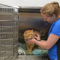 Boundary Bay Veterinary Specialty Hospital Patient Care