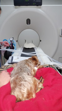 Dog CT Scan