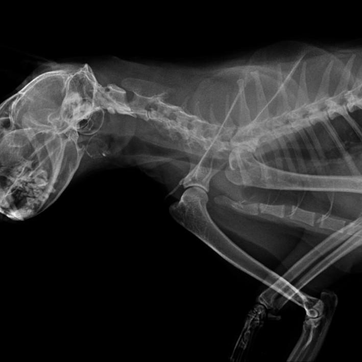 Emergency Veterinary X-ray in Dogs