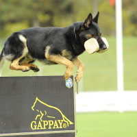 Finn vom Metterursprung