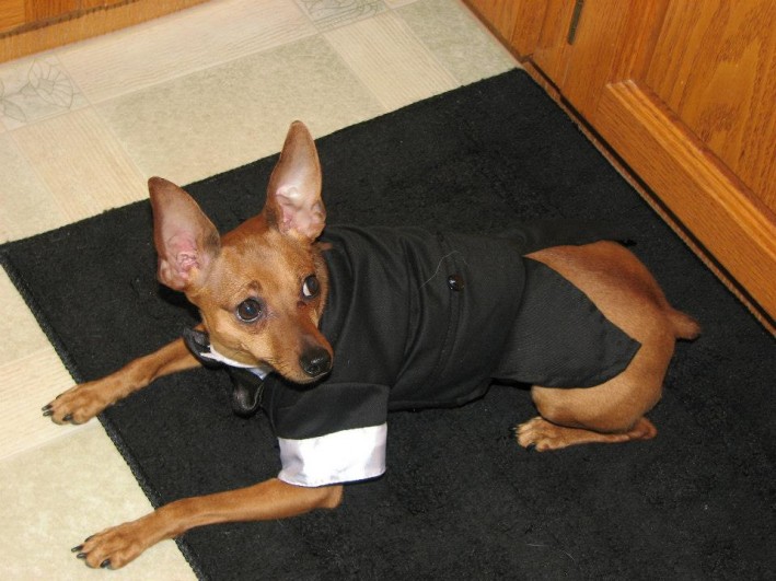 Miniature Pinscher visits Boundary Bay Veterinary Speicalty Hospital