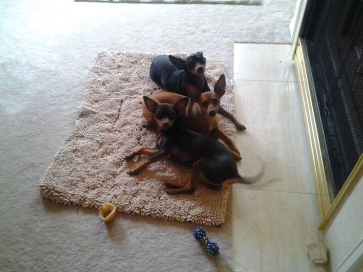 Miniature Pinscher see board-certified surgeon