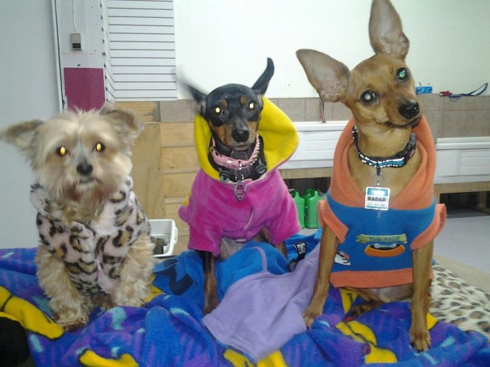 Miniature Pinscher sentenced to strict confinement