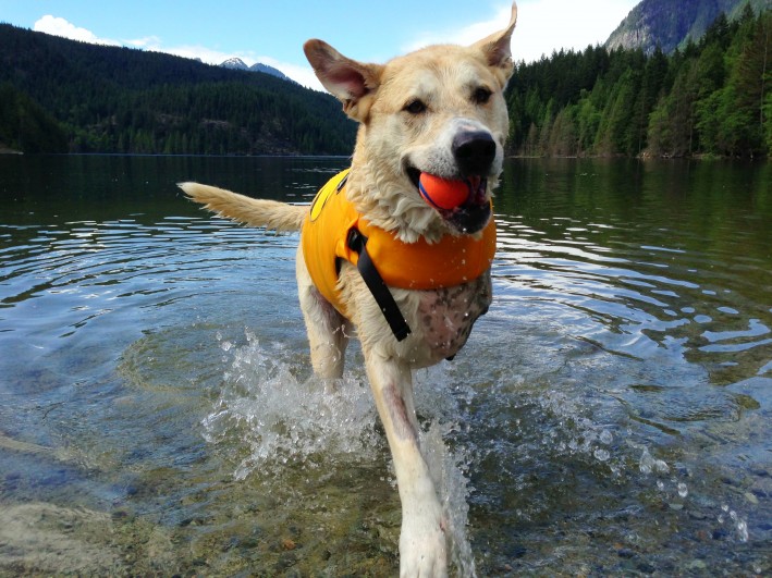 Dog 30 days post left forelimb amputation