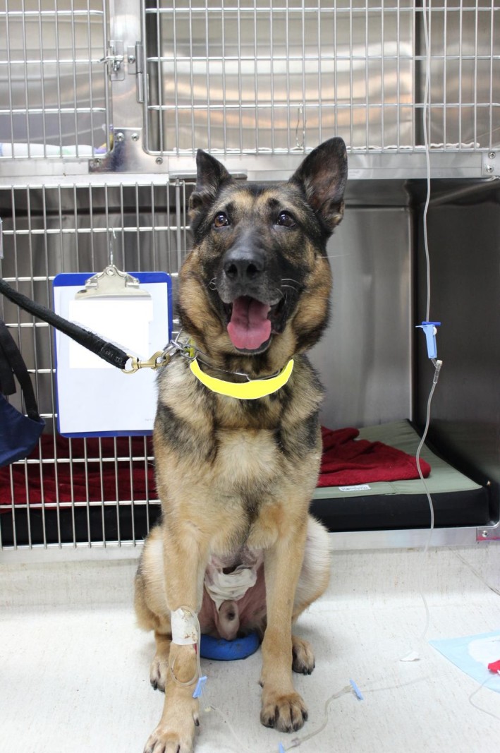 Gunner The RCMP Service Dog’s Extended Abdomen