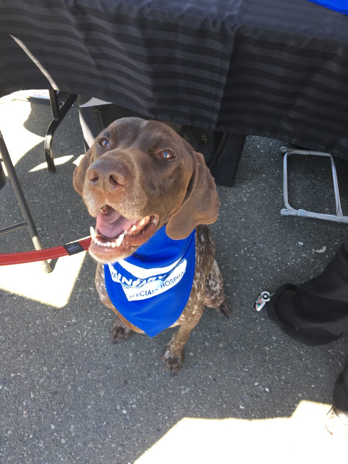 Boundary Bay Vet specialty hospital dog