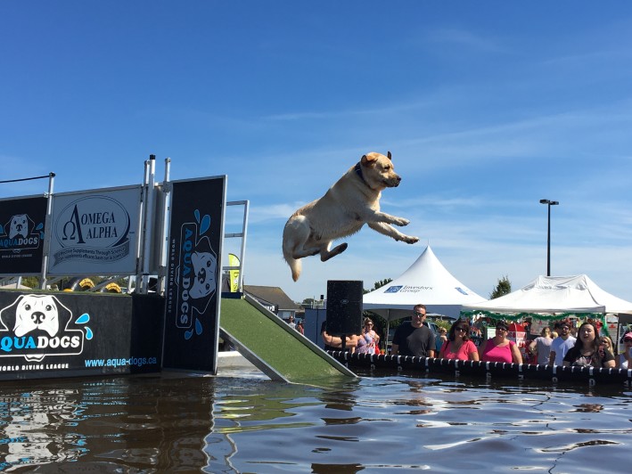 Dock diving Petapalooza 2016