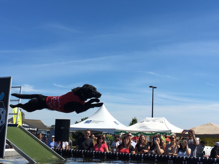 Dock diving world record holder Petapalooza