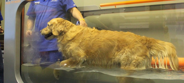 Canine Water Treadmill
