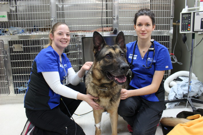 Gunner The RCMP Service Dog’s Extended Abdomen