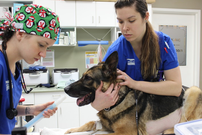 Gunner The RCMP Service Dog’s Extended Abdomen
