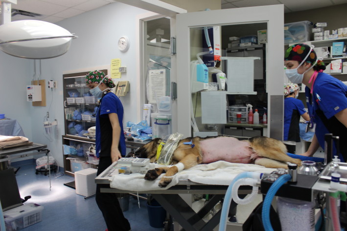 Gunner The RCMP Service Dog’s Extended Abdomen