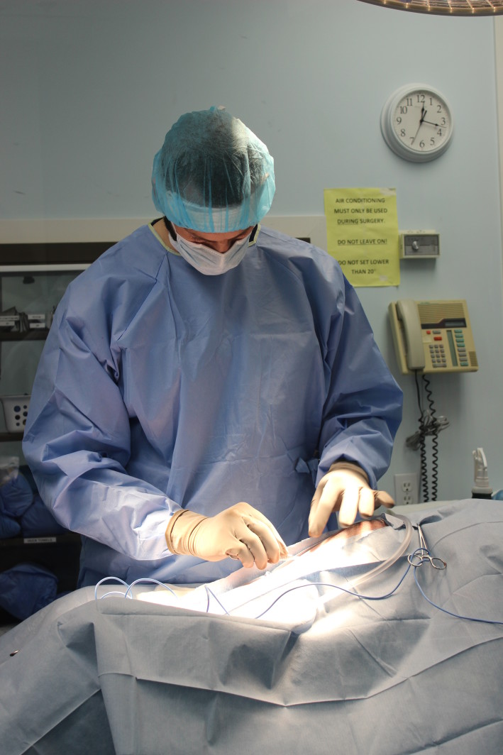 Gunner The RCMP Service Dog’s Extended Abdomen