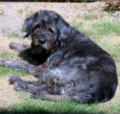 perfect candidate for Total Hip Replacement Surgery