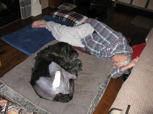 Boundary Bay Veterinary Specialty Hospital Total Hip Replacement Surgeries