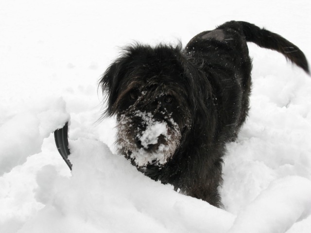 Lacey enjoys Winter after her Total Hip Replacement Surgery