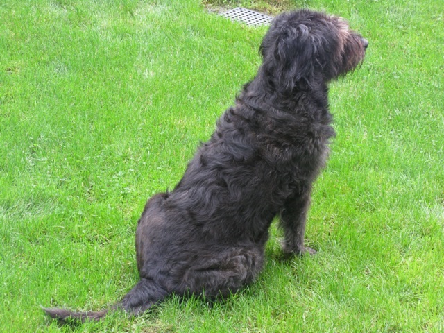 Total Hip Replacement Surgeries