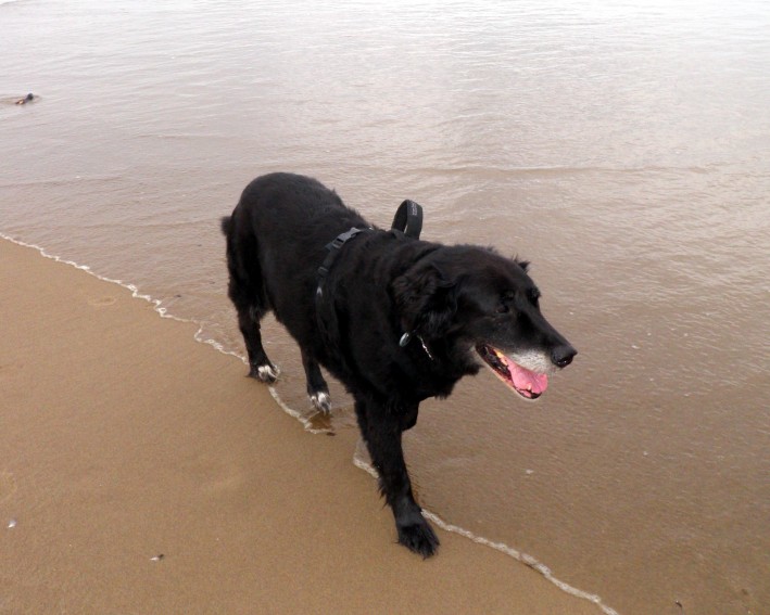 'Lucy the Wonder Dog walking the beach in Oregan.