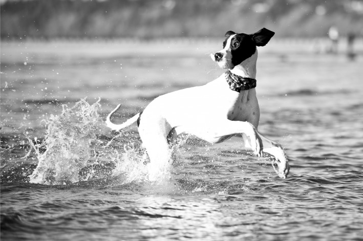 Foot Surgery for Dogs