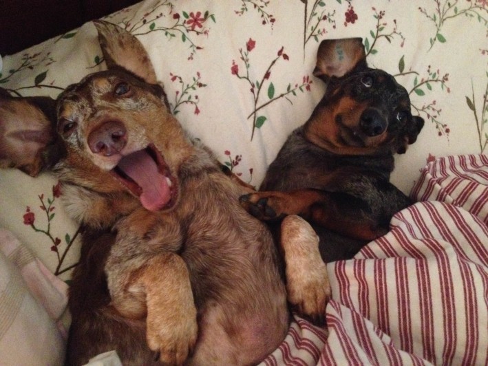 Miniature Dachshund Chemo Treatment