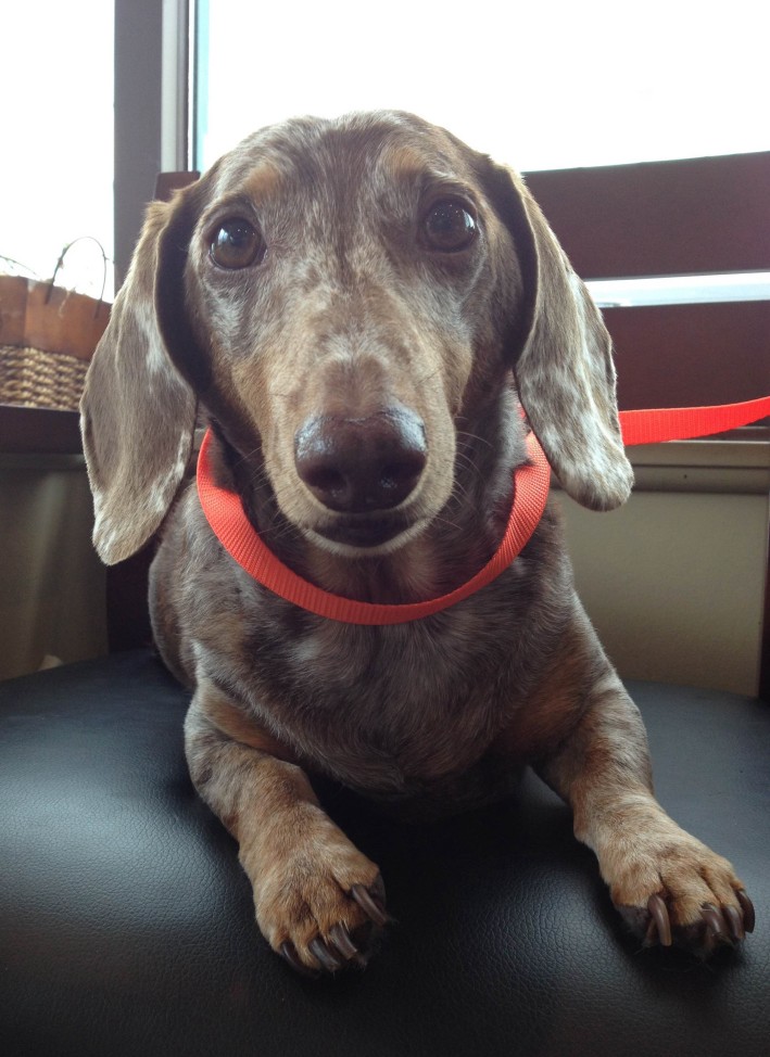 Miniature Dachshund Splenic Mass Sarcoma