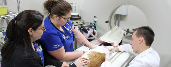 Neurology team spinal tap