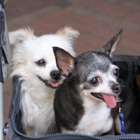 Pet A Palooza Vancouver (1)