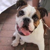 Pet A Palooza Vancouver (11)