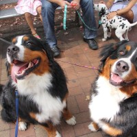 Pet A Palooza Vancouver (12)