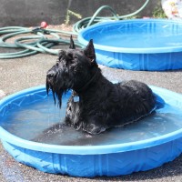 Pet A Palooza Vancouver (13)